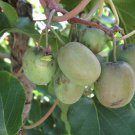 Hardy Kiwi, Actinidia arguta, Vine 50 Seeds (Fast, Fragrant, Edible) Plantations