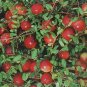 American Cranberry, Vaccinium macrocarpon, 150 Seeds (Edible, Hardy, Fall Color) Plantations