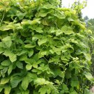 Hops, Humulus lupulus, Perennial Vine 20 Seeds (Fast, Hardy, Edible) Plantations