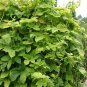Hops, Humulus lupulus, Perennial Vine 60 Seeds (Fast, Hardy, Edible) Plantations