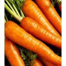 Carrot 400 Seeds Plantations