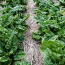 Spinach 50 Seeds - Bloomsdale Long Standing Plantations
