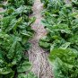 Spinach 50 Seeds - Bloomsdale Long Standing Plantations