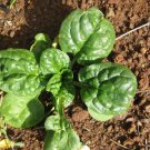 Spinach 100 Seeds - Bloomsdale Long Standing Plantations