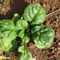 Spinach 100 Seeds - Bloomsdale Long Standing Plantations