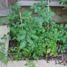Tomato 30 Seeds - Large Red Cherry Plantations