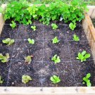 Lettuce 500 Seeds - Buttercrunch (Boston Type) Plantations