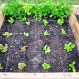 Lettuce 500 Seeds - Buttercrunch (Boston Type) Plantations