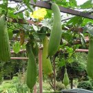 Smooth Loofah, Luffa aegyptiaca, Gourd 10 Seeds Plantations