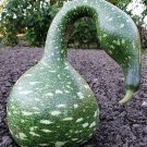 Speckled Swan Gourd, (Lagenaria siceraria), 10 Seeds Plantations