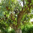Carob Tree, Ceratonia siliqua, Tree 10 Seeds (Edible, Evergreen) Plantations