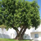Carob Tree, Ceratonia siliqua, Tree 30 Seeds (Edible, Evergreen) Plantations