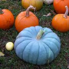 Jarrahdale Blue Pumpkin, Cucurbita maxima, 10 Seeds Plantations