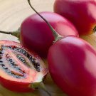 Tamarillo, (Tree Tomato), Cyphomandra betacea, Tree 10 Seeds (Edible, Fast) Plantations