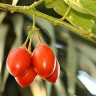 Tamarillo, (Tree Tomato), Cyphomandra betacea, Tree 30 Seeds (Edible, Fast) Plantations