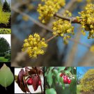 Cornelian Cherry Dogwood, Cornus mas, Tree 10 Seeds (Edible, Hardy, Showy) Plantations