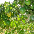 Purple Passion Fruit Vine, Passiflora edulis, 30 Seeds (Fast, Edible, Showy) Plantations