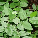 Hackberry, Celtis occidentalis, Tree 10 Seeds (Fast, Hardy, Fall Color, Edible) Plantations