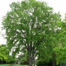 Hackberry, Celtis occidentalis, Tree 30 Seeds (Fast, Hardy, Fall Color, Edible) Plantations