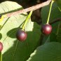 Hackberry, Celtis occidentalis, Tree 30 Seeds (Fast, Hardy, Fall Color, Edible) Plantations