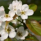 Chinese Pear, (Ussurian Pear), Pyrus ussuriensis, Tree 30 Seeds (Fast, Edible) Plantations