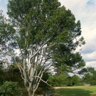 Lacebark Pine, Pinus bungeana, Tree 30 Seeds (Showy Hardy Evergreen, Bonsai) Plantations