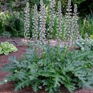 Bear's Breeches, Acanthus mollis, Perennial 5 Seeds Plantations