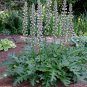 Bear's Breeches, Acanthus mollis, Perennial 5 Seeds Plantations