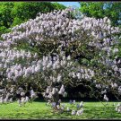 Royal Empress, Paulownia tomentosa, Tree 1400 Seeds (Fast, Showy, Fragrant) Plantations