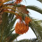 True Date Palm, Phoenix dactylifera, Tree 5 Seeds (Showy, Edible, Evergreen) Plantations
