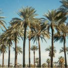 True Date Palm, Phoenix dactylifera, Tree 15 Seeds (Showy, Edible, Evergreen) Plantations