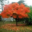 Japanese Persimmon, Diospyros kaki, Tree 15 Seeds (Edible, Hardy, Showy Fall Color) Plantations