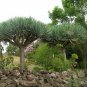 Dragon Tree, Dracaena draco, Tree 5 Seeds (Showy Evergreen) Plantations