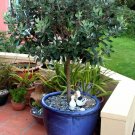 Pineapple Guava, Feijoa sellowiana, Tree 5 Seeds (Edible, Showy Evergreen) Plantations