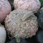Galeux D' Eysines Squash, (Peanut Pumpkin), Cucurbita maxima, 30 Seeds Plantations