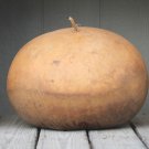 Bushel Basket Gourd, Lagenaria siceraria, 5 Seeds Plantations