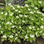 Creeping Dogwood, (Bunchberry), Cornus canadensis, 10 Seeds (Showy, Edible) Plantations