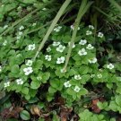 Creeping Dogwood, (Bunchberry), Cornus canadensis, 30 Seeds (Showy, Edible) Plantations
