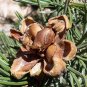 Blue Needled Pinyon Pine, Pinus cembroides monophylla, Tree 10 Seeds (Evergreen) Plantations