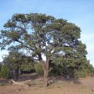 Blue Needled Pinyon Pine, Pinus cembroides monophylla, Tree 30 Seeds (Evergreen) Plantations