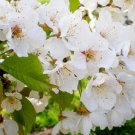 Sweet Cherry, (Mazzard Cherry), Prunus avium, Tree 5 Seeds (Showy, Edible, Fast) Plantations