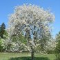 Sweet Cherry, (Mazzard Cherry), Prunus avium, Tree 5 Seeds (Showy, Edible, Fast) Plantations