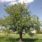 Sweet Cherry, (Mazzard Cherry), Prunus avium, Tree 15 Seeds (Showy, Edible, Fast) Plantations