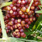 European Fan Palm, Chamaerops humilis, Tree 15 Seeds (Evergreen, Fast, Showy) Plantations