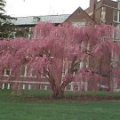 Weeping Higan Cherry, Prunus subhirtella pendula, Tree 15 Seeds (Fast, Showy) Plantations