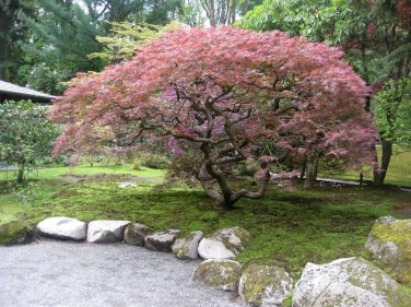 Lace Leaf Japanese Maple, Acer palmatum dissectum Tree 30 Seeds (Showy Fall Color) Plantations