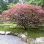 Lace Leaf Japanese Maple, Acer palmatum dissectum Tree 30 Seeds (Showy Fall Color) Plantations