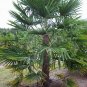 Windmill Palm, Trachycarpus fortunei, Tree 10 Seeds (Hardy Evergreen) Plantations