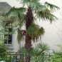 Windmill Palm, Trachycarpus fortunei, Tree 10 Seeds (Hardy Evergreen) Plantations