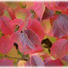 American Hazelnut, (Filbert), Corylus americana, 4 Seeds (Fast, Showy, Edible) Plantations